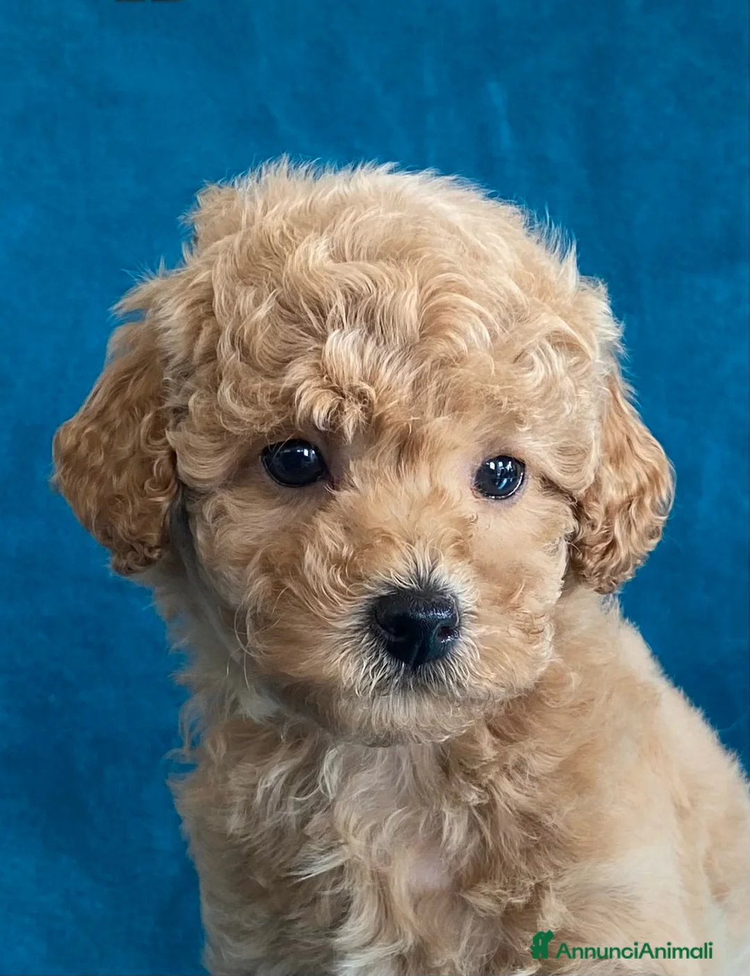 Immagine della galleria {{count}}