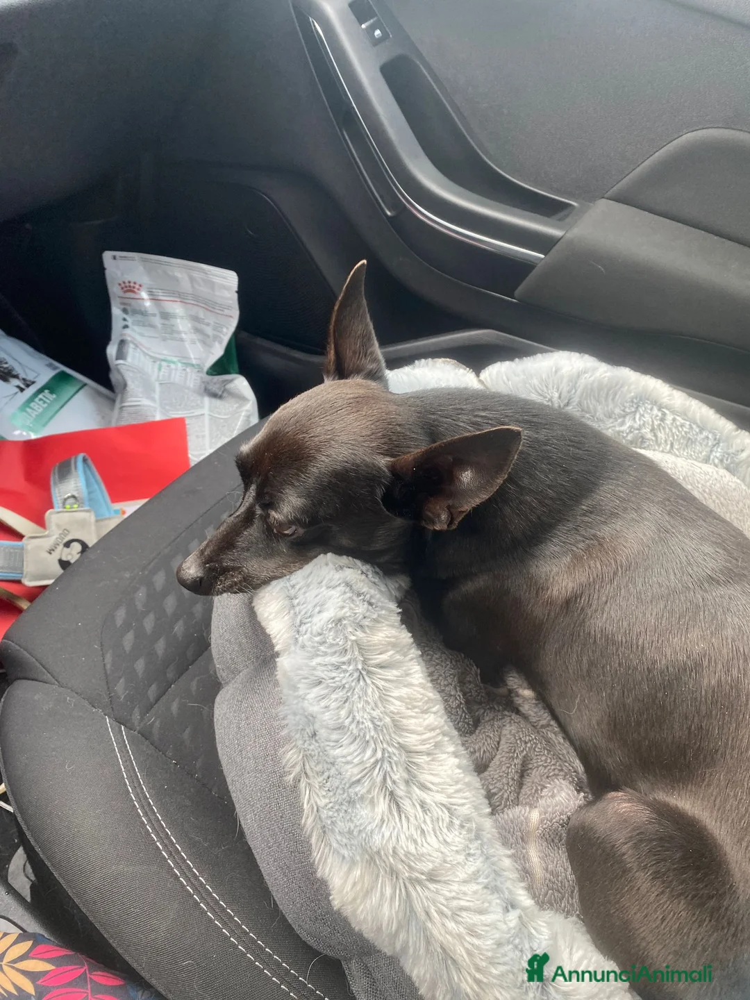 Pinscher Miniatura cani in regalo: Kikko pinscher affettuoso - Annuncio 5