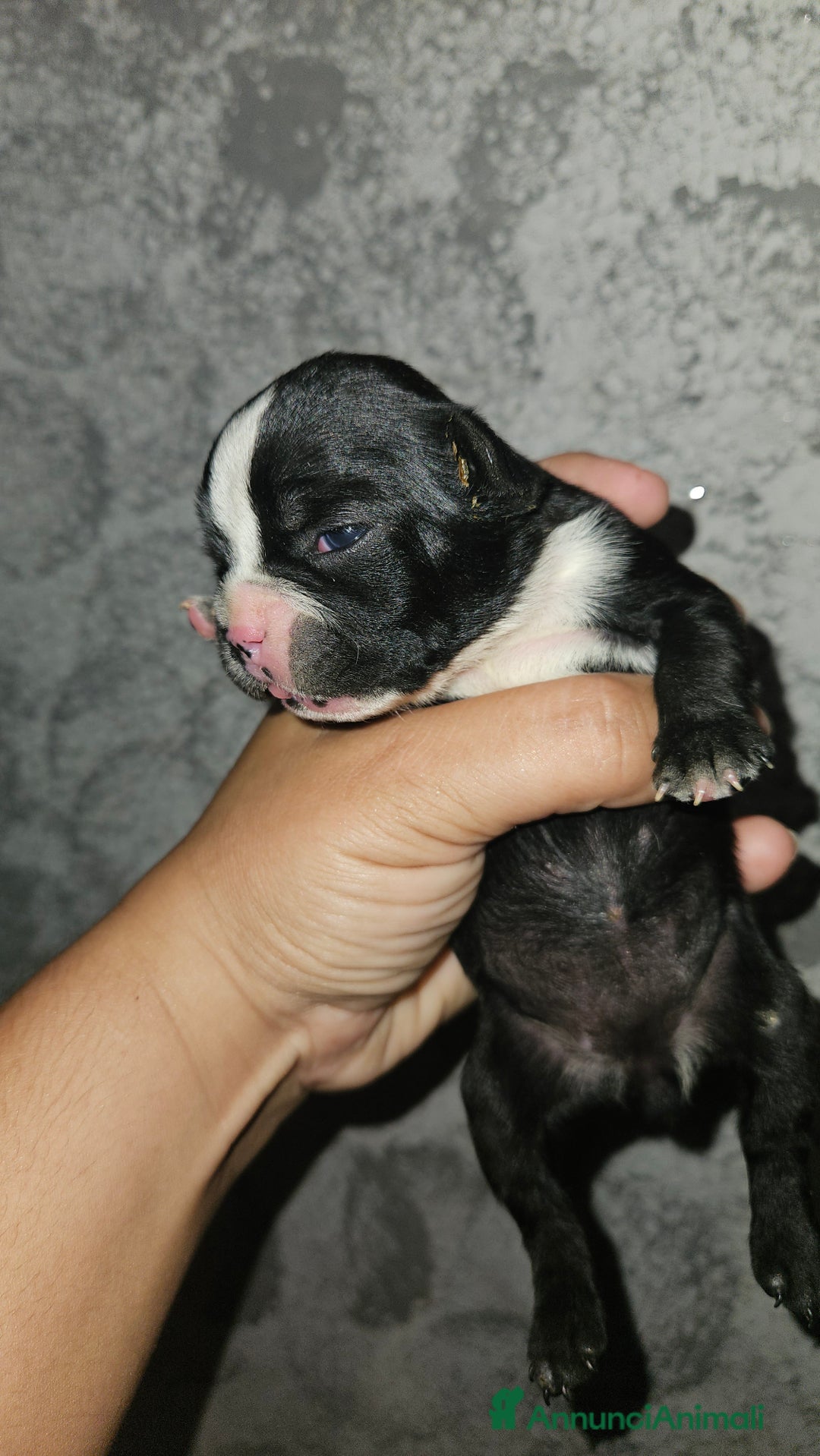 Bulldog Francese cani in vendita: Bulldog francese  a Città Metropolitana di Torino - Immagine 4