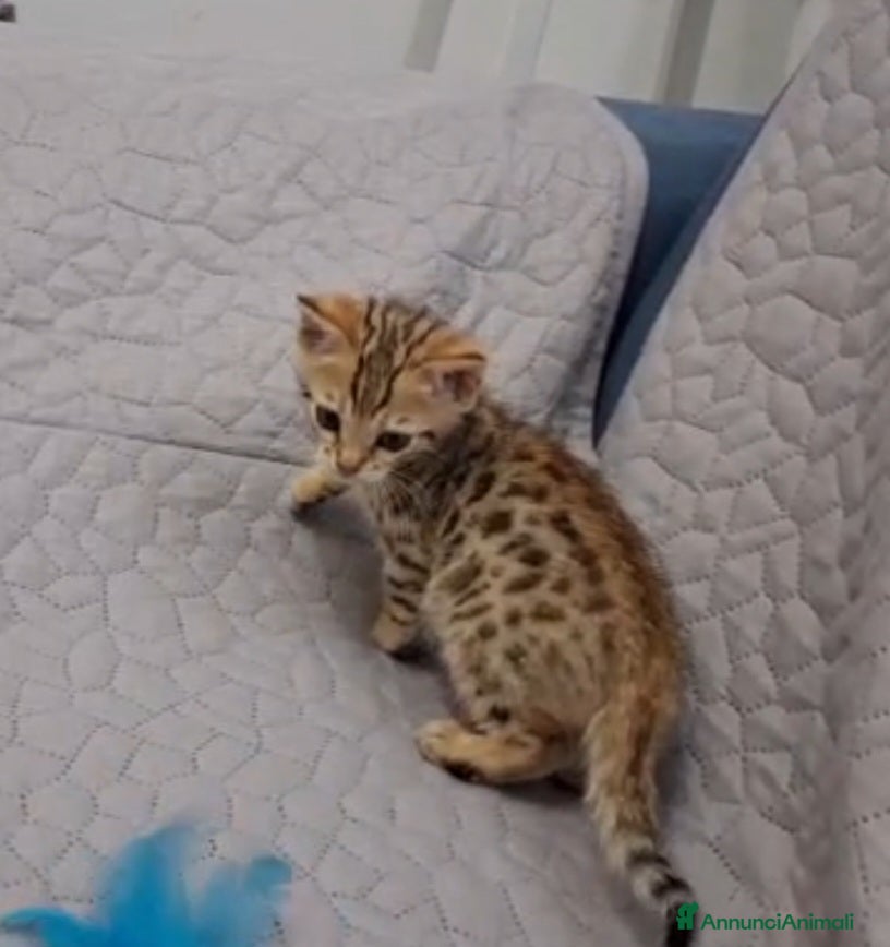 Bengala gatti Gatto del Bengala  - Annuncio 2
