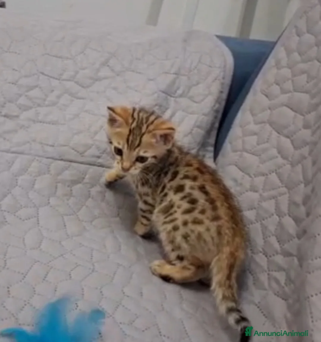 Bengala gatti in vendita: Gatto del Bengala  - Annuncio 2