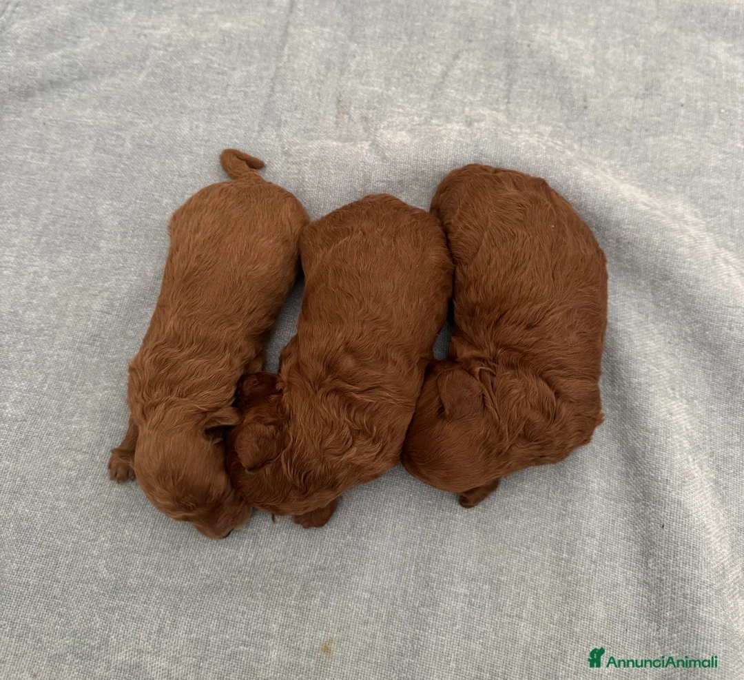 Barboncino Toy cani in vendita: Barboncini Toy red Abruzzo - Annuncio 7