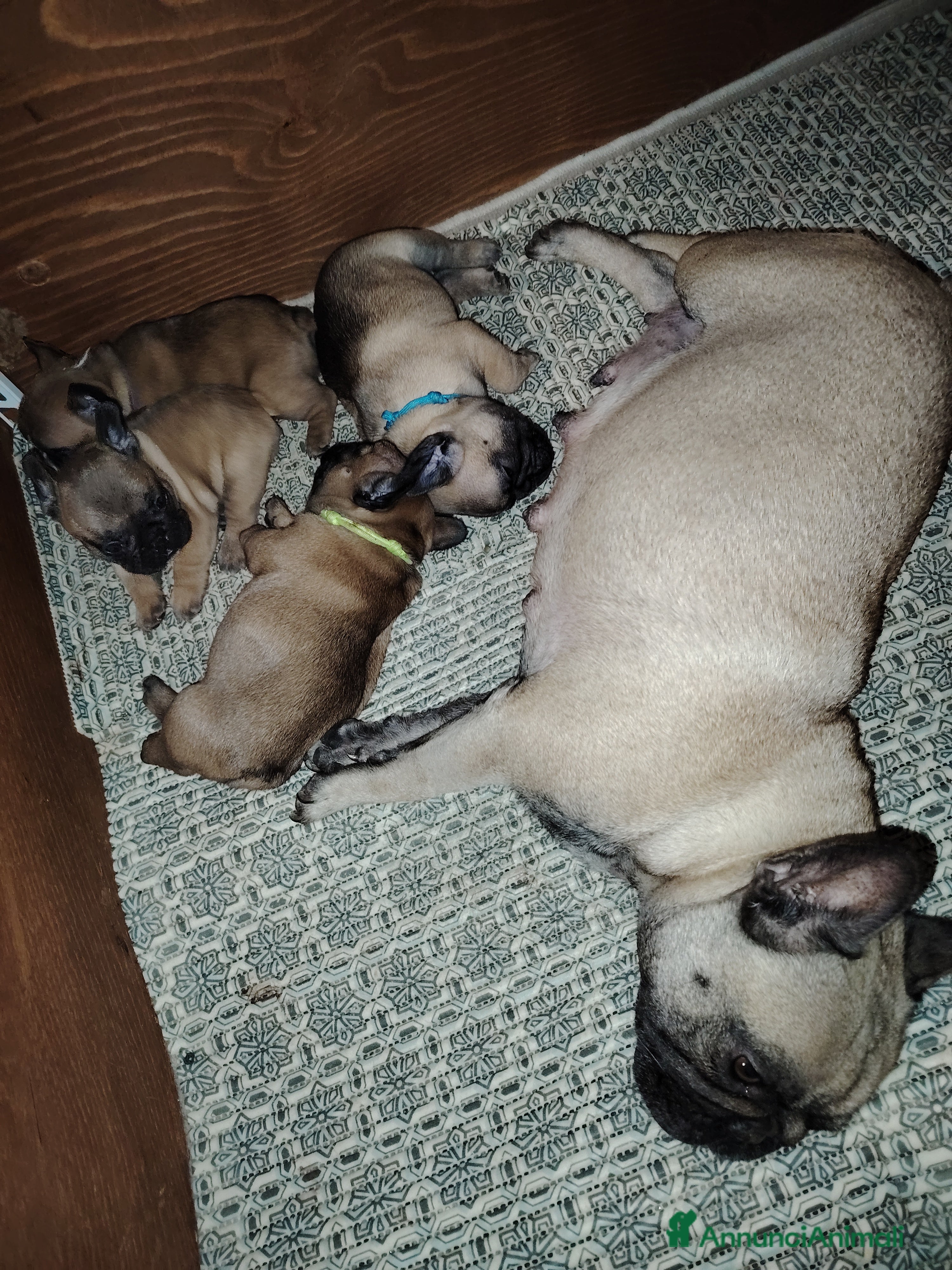 Bulldog Francese cani Bulldog francese  - Annuncio 2