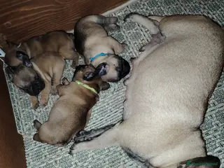 Bulldog Francese cani Bulldog francese - Annuncio 2