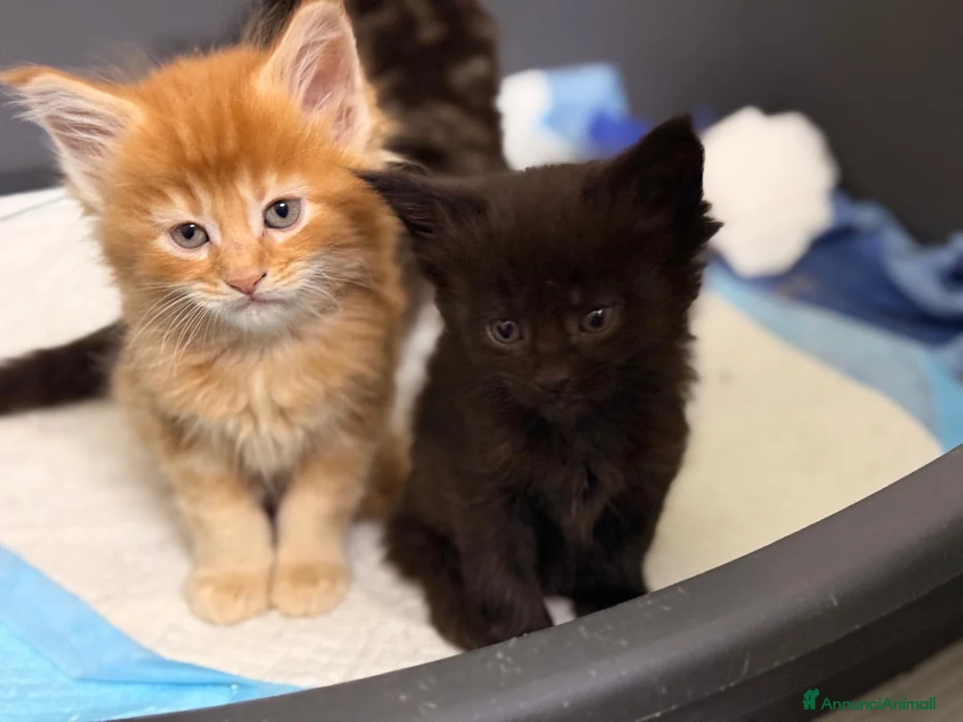 Maine Coon gatti in vendita: Cuccioli di Maine Coon disponibili - Annuncio 5