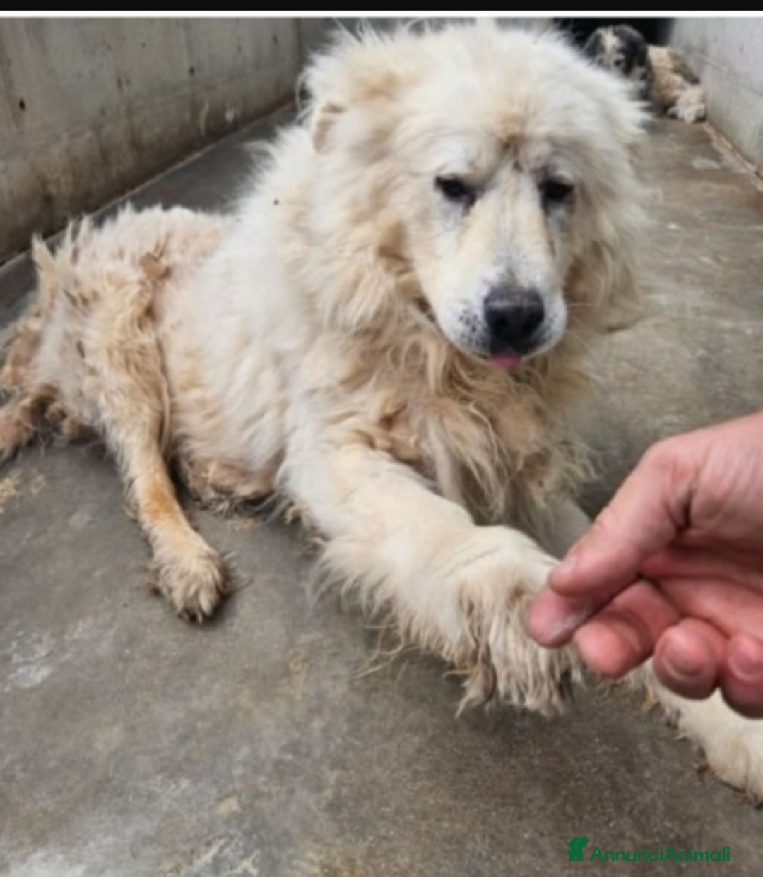 Pastore Maremmano cani in regalo: Maremmano in box sul cemento da tanto! ABRUZZO a Città metropolitana di Milano - Annuncio 1