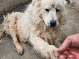 Pastore Maremmano cani Maremmano in box sul cemento da tanto! ABRUZZO a Città metropolitana di Milano - Annuncio 20