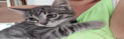 Altre razze gatti in regalo: Due batuffoli cercano casa! - Annuncio 5