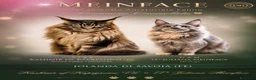 Maine Coon gatti in vendita: Maine Coon cuccioli a Provincia di Ferrara - Annuncio 3