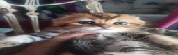 Scottish gatti in vendita: Scottish disponibili  a Provincia di Reggio Emilia - Annuncio 3