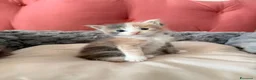 Maine Coon gatti in vendita: Da Leo e alaska 5  fantastici cuccioli!!! - Annuncio 21