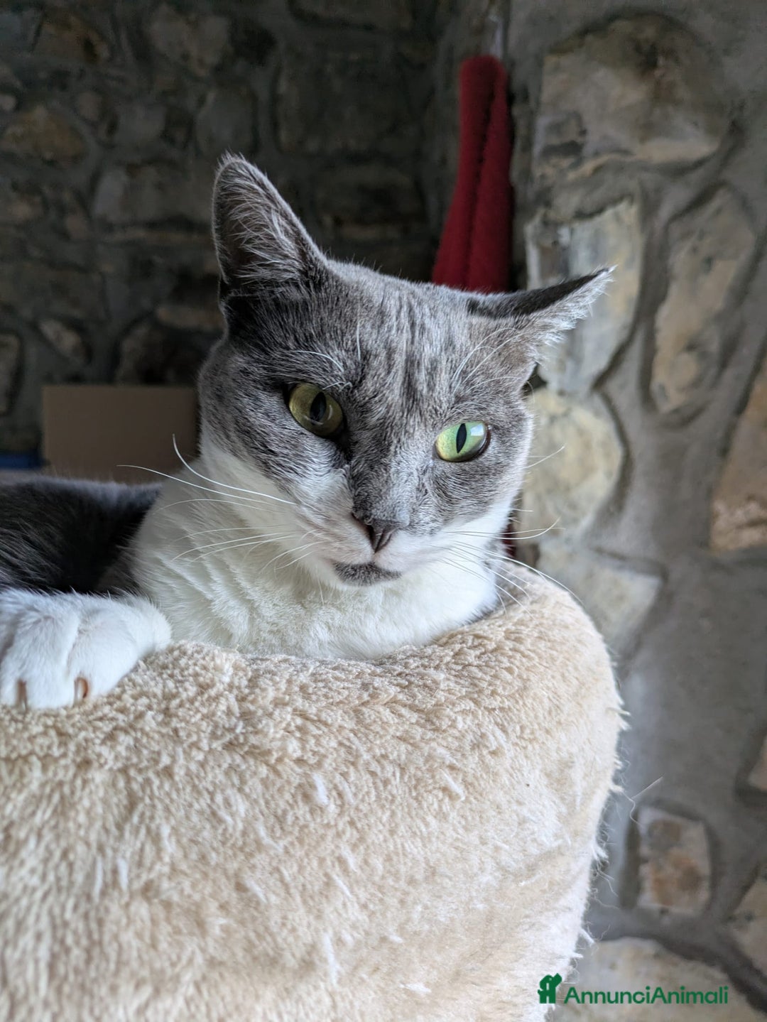 Europeo gatti in regalo: La tua nuova miglior amica Micia ti aspetta! - Annuncio 4