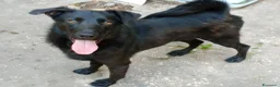 Meticcio cani in regalo: LOLLO - Annuncio 2