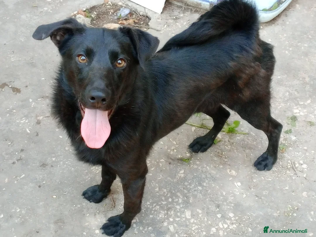 Meticcio cani in regalo: LOLLO - Annuncio 2