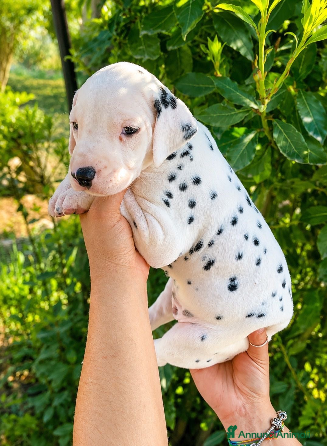 Dalmata cani Adorabile cucciolo di dalmata con pedigree  - Annuncio 1