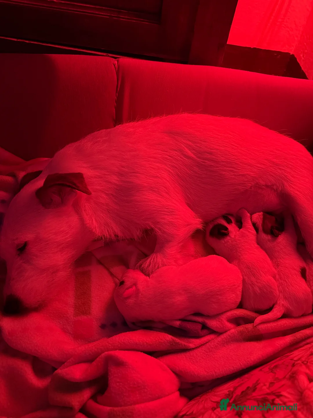 Jack Russell cani in vendita: Cuccioli di jack Russell  - Annuncio 2