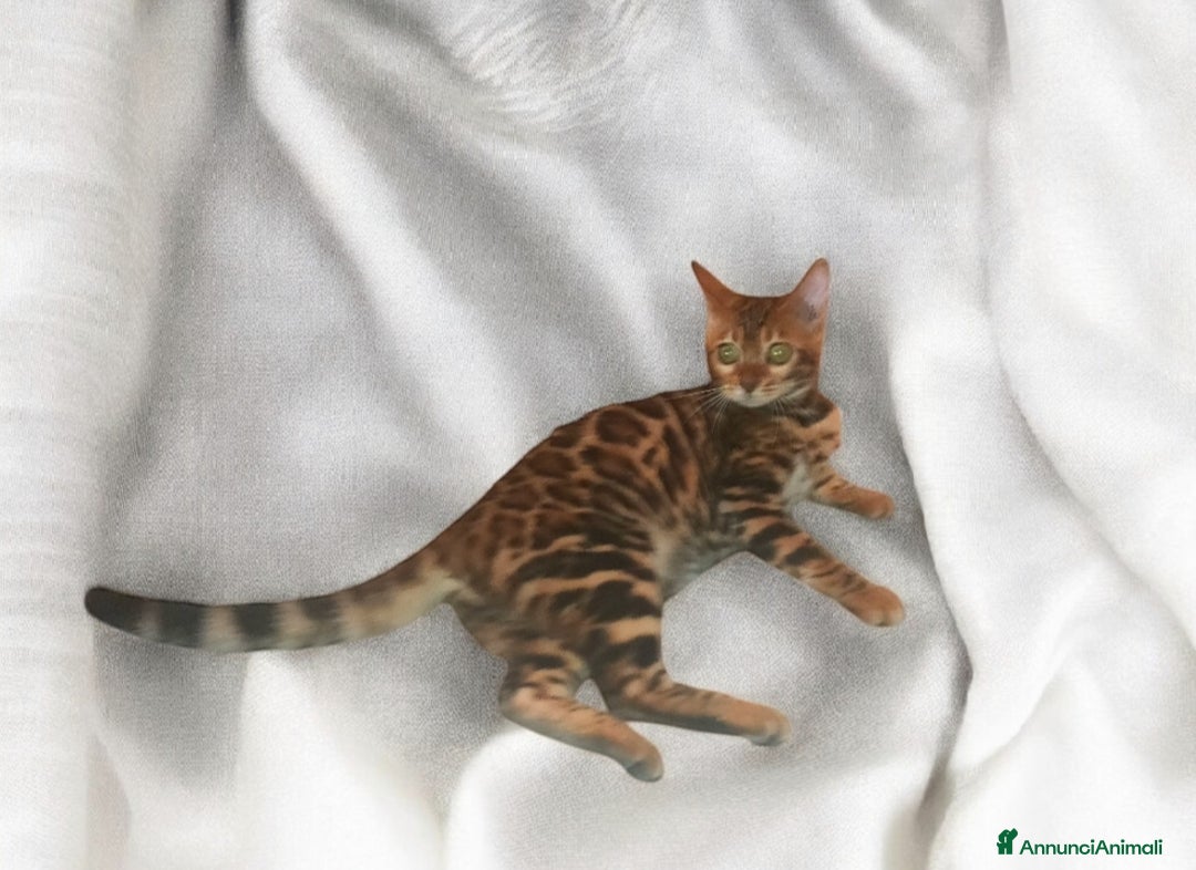 Bengala gatti in vendita: Gattina Bengala  - Annuncio 5