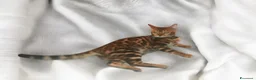 Bengala gatti in vendita: Gattina Bengala  - Annuncio 5