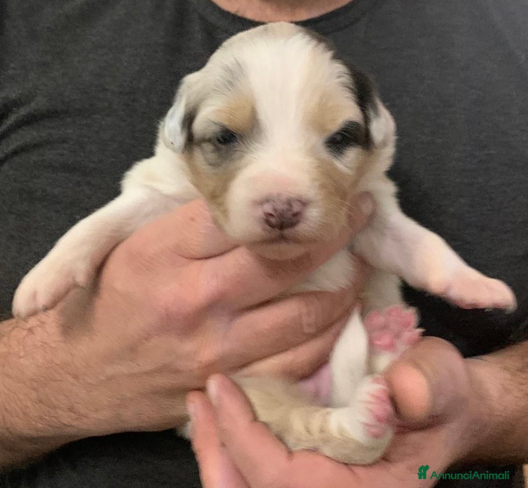 Australian Shepherd cani in vendita: Cuccioli di Pastore Australiano - Annuncio 7