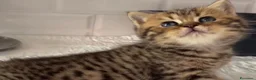 British gatti in vendita: Splendidi cuccioli di british shorthair golden  - Annuncio 3