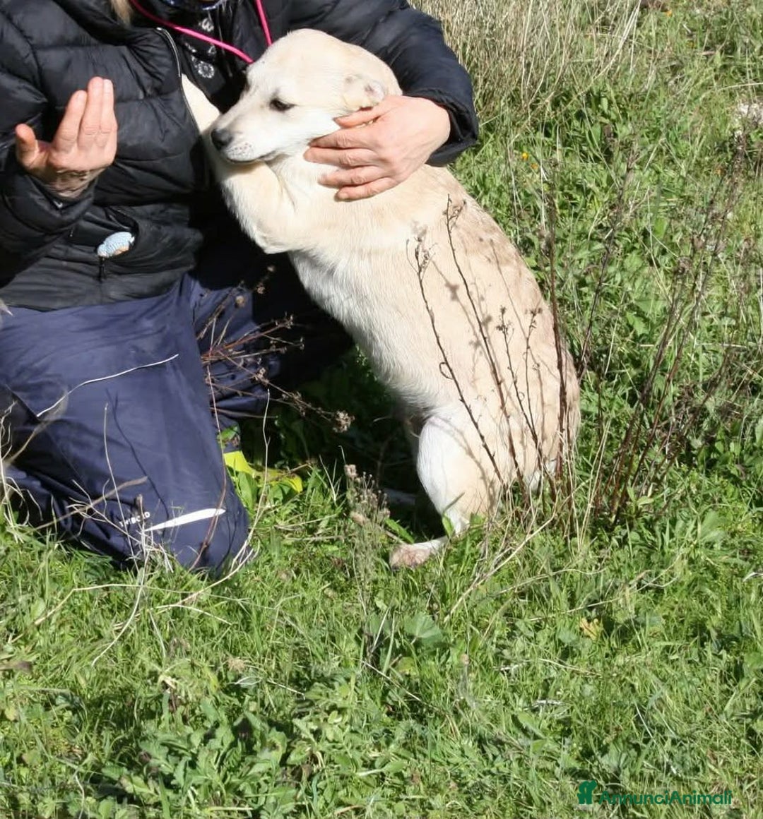 Meticcio cani in regalo: Ettore mix akita in adozione  - Annuncio 4