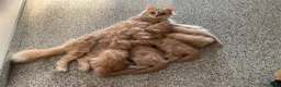 Norvegese gatti in vendita: Cuccioli norvegesi delle foreste  - Annuncio 2
