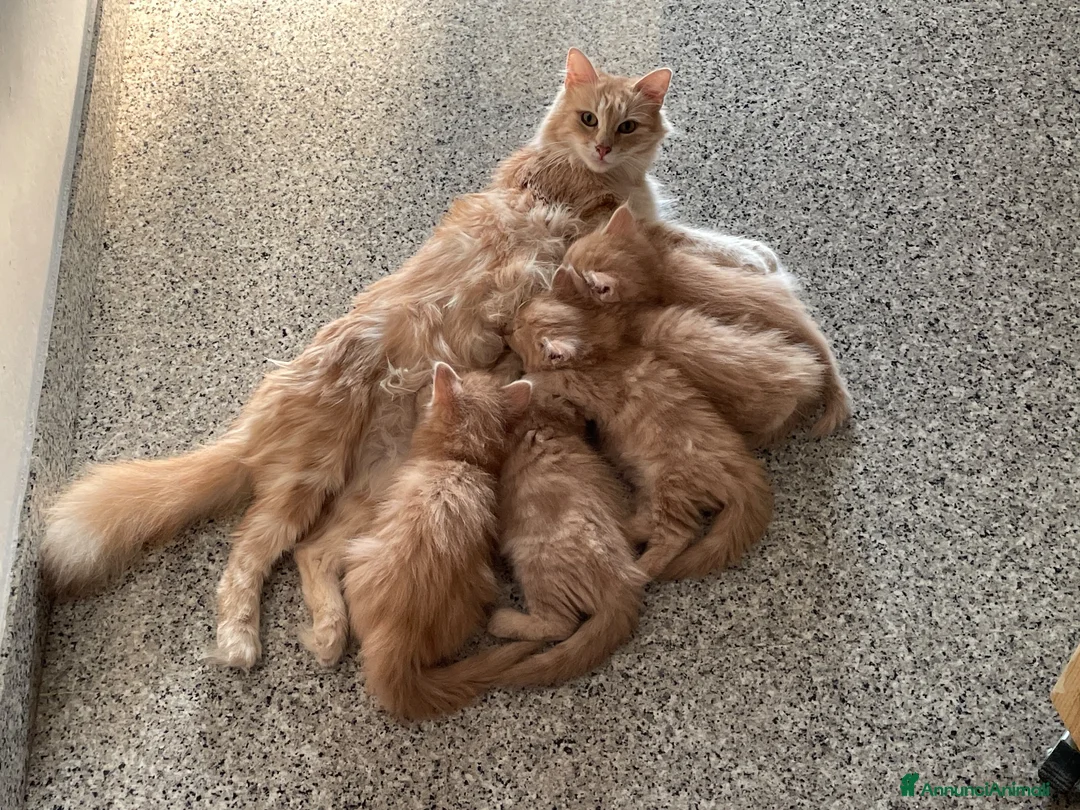 Norvegese gatti in vendita: Cuccioli norvegesi delle foreste  - Annuncio 2