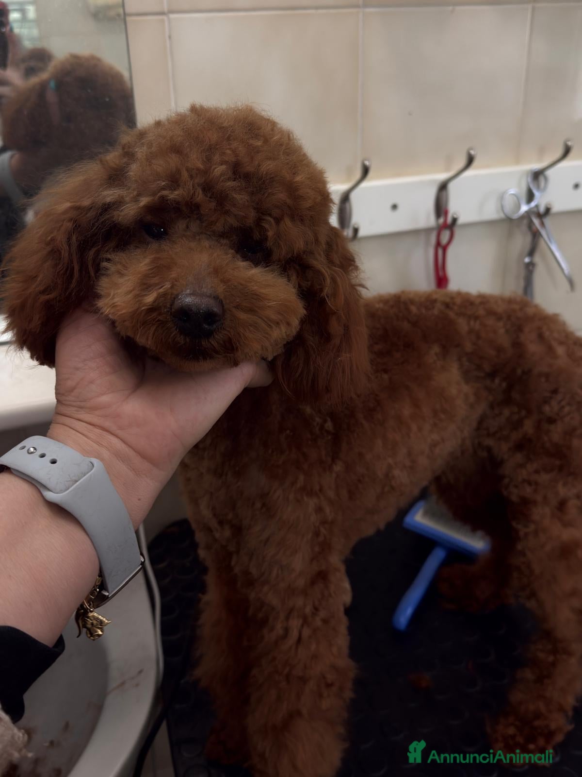 Barboncino cani in vendita: Barboncino nano rosso scuro  - Annuncio 1
