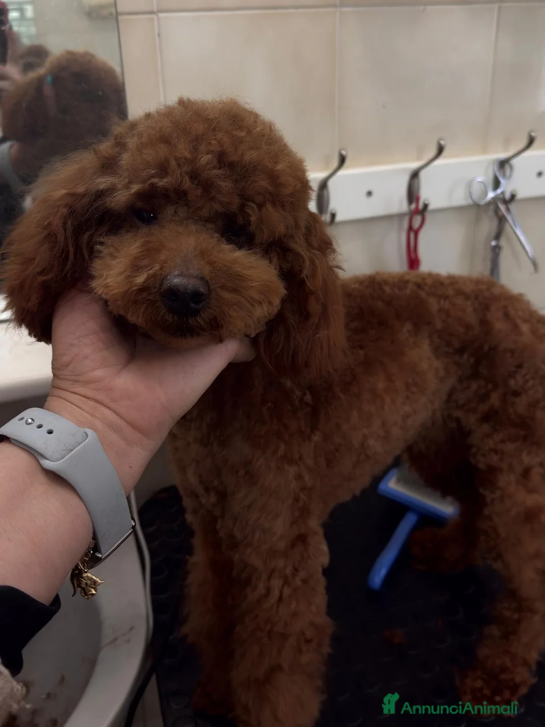 Barboncino cani in vendita: Barboncino nano rosso scuro  - Annuncio 1