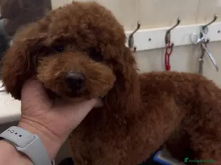 Barboncino cani in vendita: Barboncino nano rosso scuro - Annuncio 1