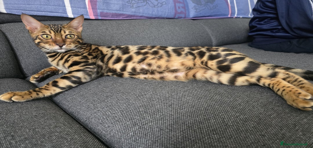 Immagine della galleria {{count}}