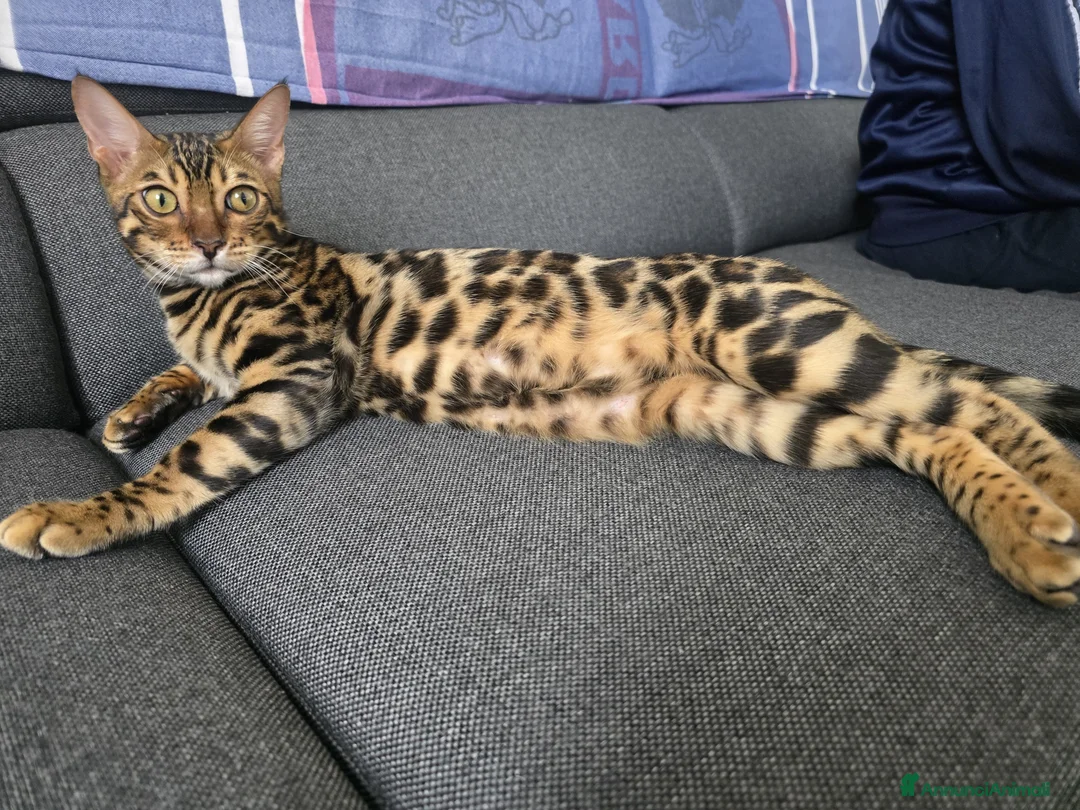 Immagine della galleria {{count}}