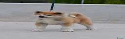 Akita Inu cani in vendita: Cucciolo Akita inu (Top Selection) a Città metropolitana di Roma Capitale - Annuncio 7