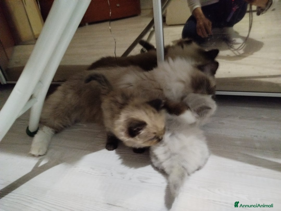 Ragdoll gatti in vendita: Cuccioli Ragdoll - Annuncio 8
