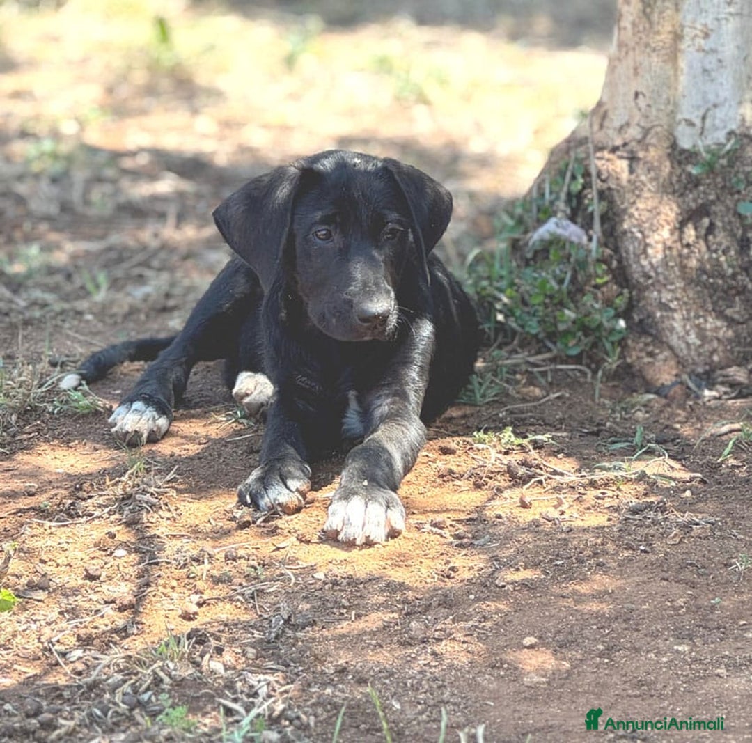 Altre razze cani in regalo: DANA DOLY DORIS 4 MESI (23/02/25) a Provincia di Bergamo - Immagine 7