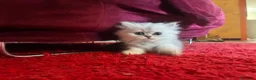 Persiano gatti in vendita: Gattini persiani chinchilla maschi  - Annuncio 3