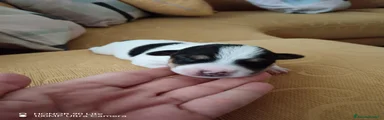 Jack Russell 6
