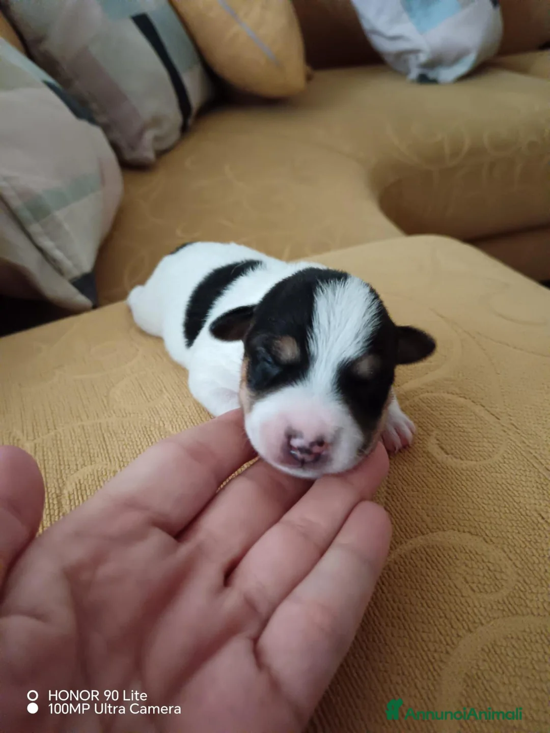 Jack Russell cani in vendita: Bellissimi cuccioli di jack Russel terrier  - Annuncio 2