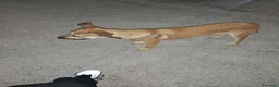 Meticcio cani in regalo: Cagnolini che cercano amore - Annuncio 4