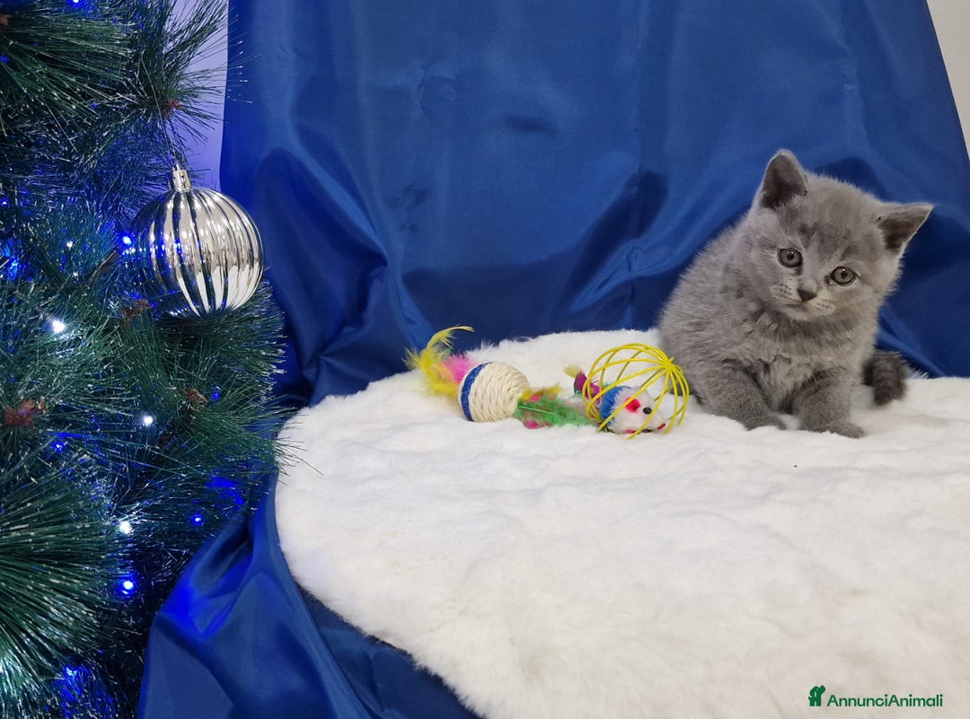 Scottish gatti in vendita: Scottish fold e straight  - Annuncio 5