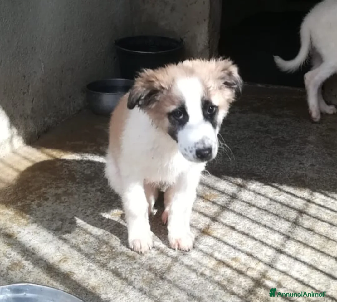 Meticcio cani in regalo: UNA MAMMA PER BISCOTTO  - Annuncio 7