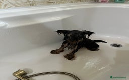 Yorkshire cani per accoppiamento: Cane per monta  - Immagine 7