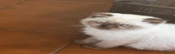 Scottish gatti in vendita: Scottish fold - Annuncio 4