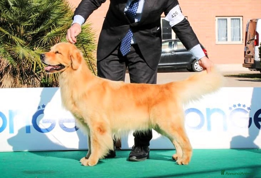 Golden Retriever cani in vendita: CUCCIOLI DI GOLDEN RETRIEVER MARINA LAB - Annuncio 8