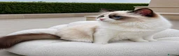 Ragdoll gatti in vendita: Cucciola Ragdoll con pedigree  - Annuncio 5