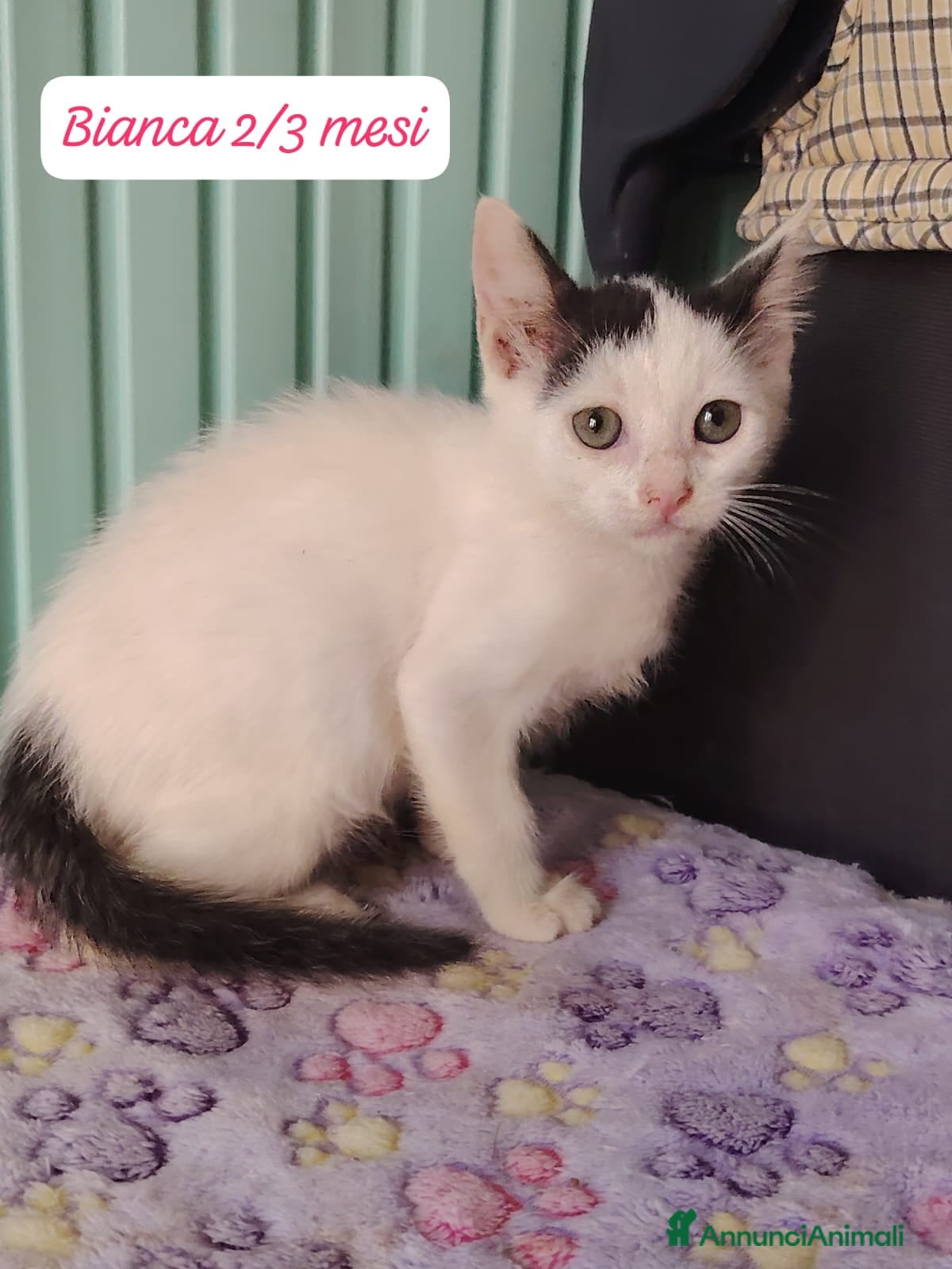 Europeo gatti S.o.s. micini da salvare  - Annuncio 6