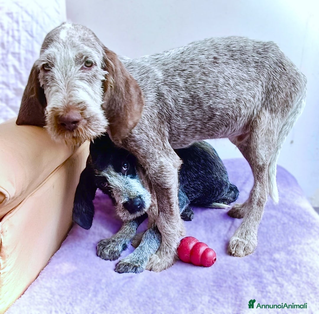 Spinone cani in regalo: AGU' tenero cucciolo Spinone Italiano, 5 mesi - Annuncio 4