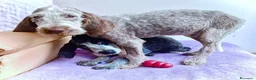 Spinone cani in regalo: AGU' tenero cucciolo Spinone Italiano, 5 mesi - Annuncio 4