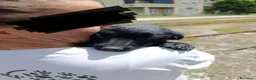 Meticcio cani in regalo: MARA & MIA, scricciole dolcissime! Amano i gatti! - Annuncio 9