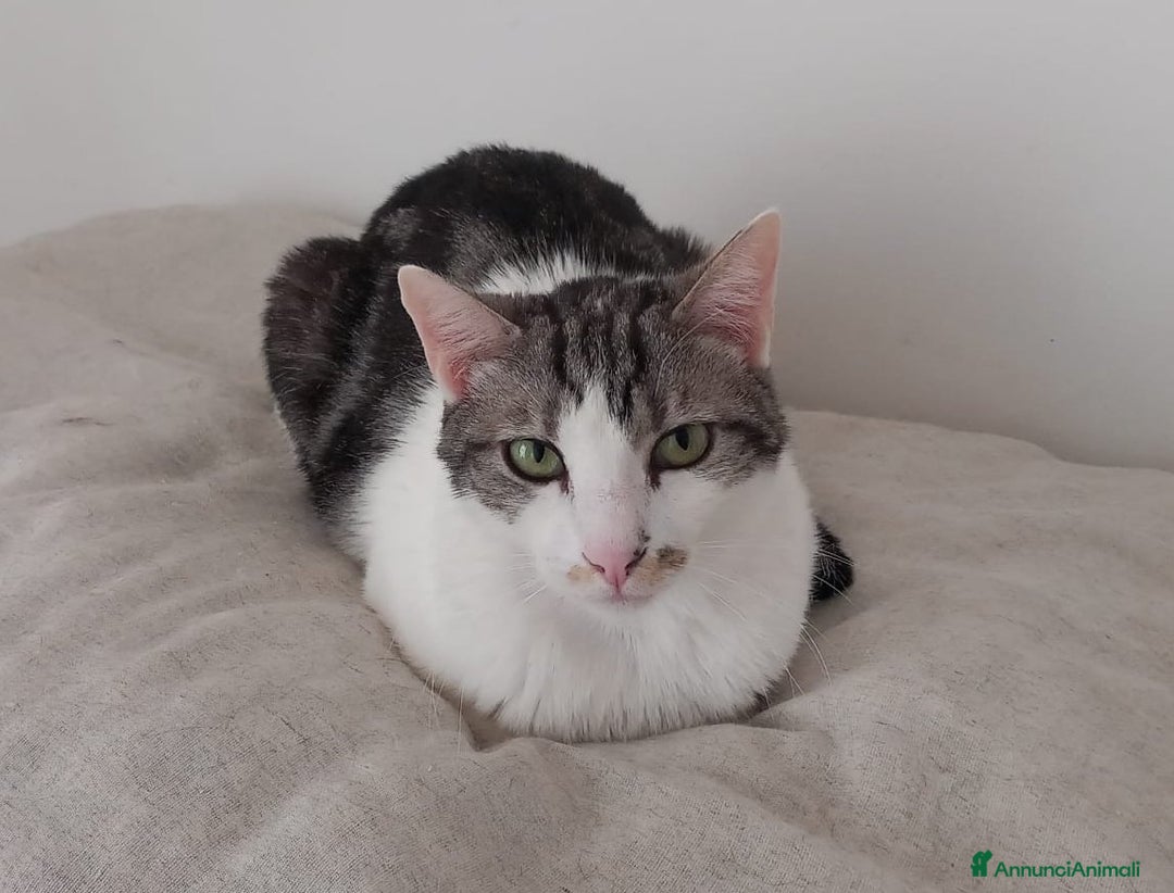 Europeo gatti in regalo: Adorabile gatto in adozione, MIELE! - Annuncio 5